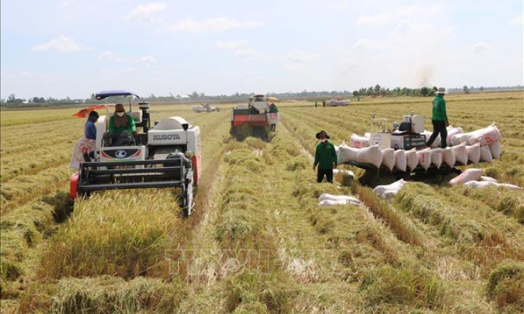 Tháo gỡ khó khăn trong thu hoạch, vận chuyển lúa