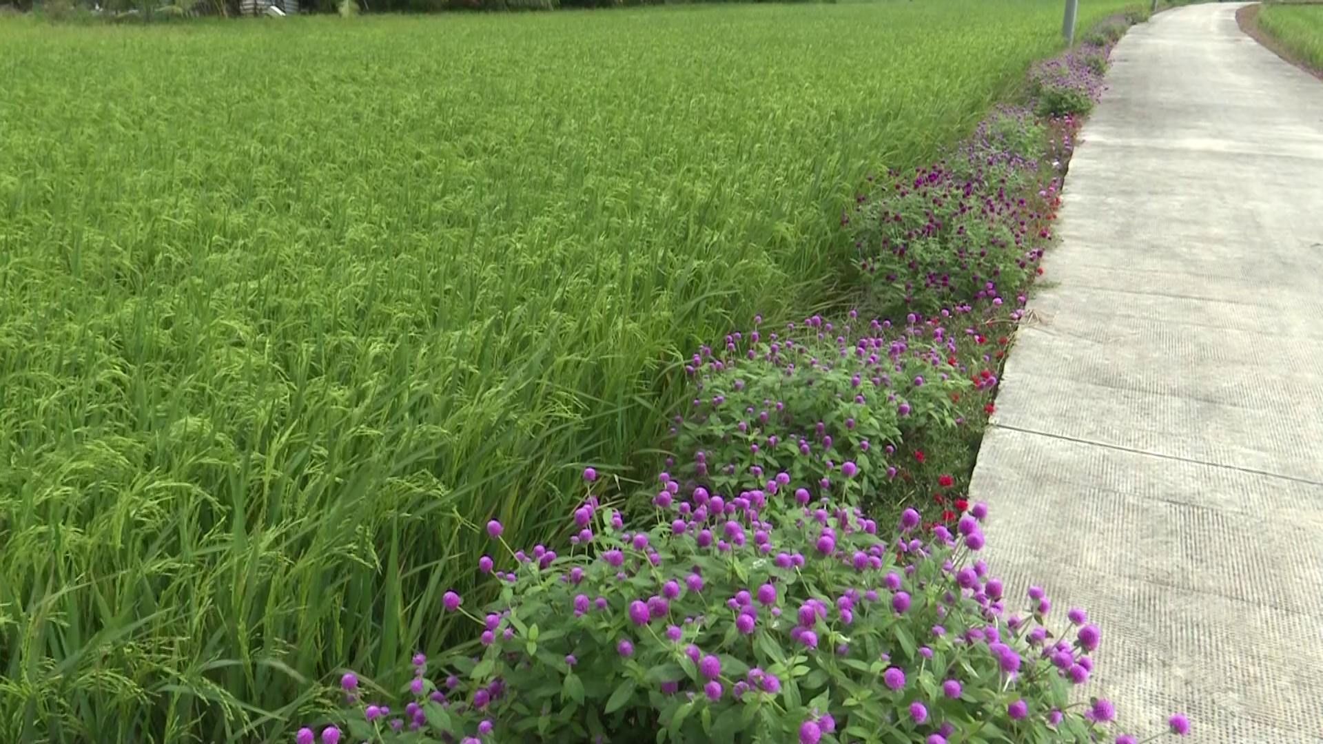 Mô hình nông nghiệp thông minh ứng phó với biến đổi khí hậu  Bài 2 Sạch  đẹp nhờ ruộng lúa bờ hoa