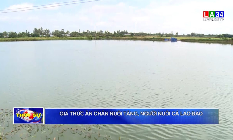 Giá thức ăn chăn nuôi tăng, người nuôi cá lao đao