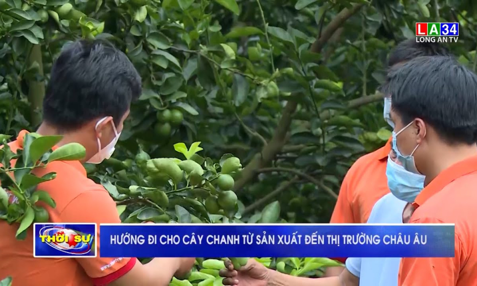Hướng đi mới cho cây chanh từ sản xuất đến thị trường Châu Âu