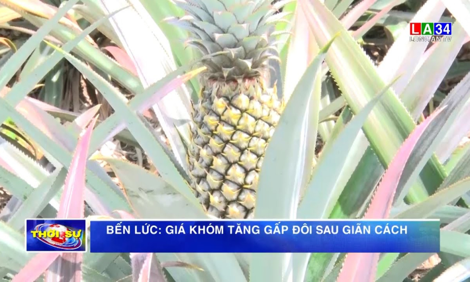 Bến Lức: Giá khóm tăng gấp đôi sau giãn cách