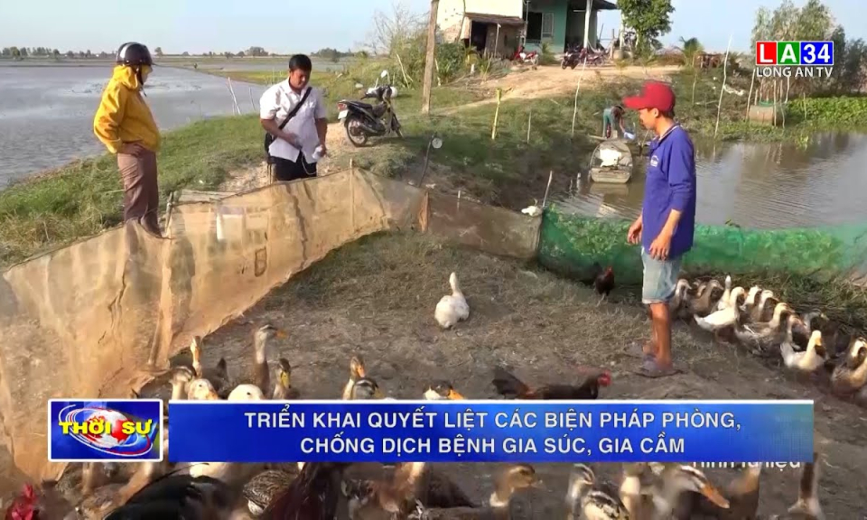 Triển khai quyết liệt các biện pháp phòng, chống dịch bệnh gia súc, gia cầm