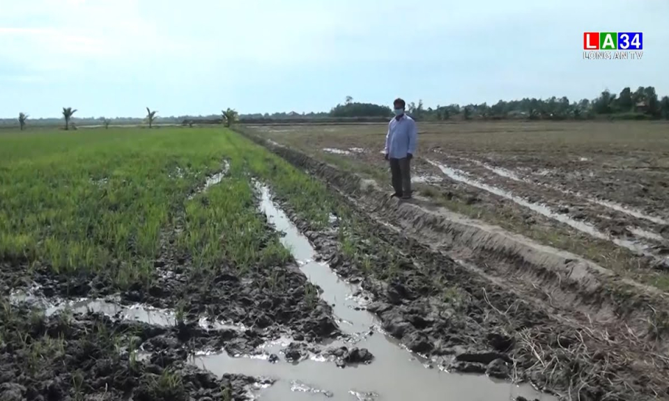 Tân Hưng: Nhiều năm liền không lũ, người dân biên giới sản xuất gặp khó