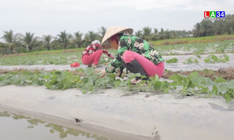 Nông dân Thủ Thừa không mạo hiểm với vụ dưa gang mới