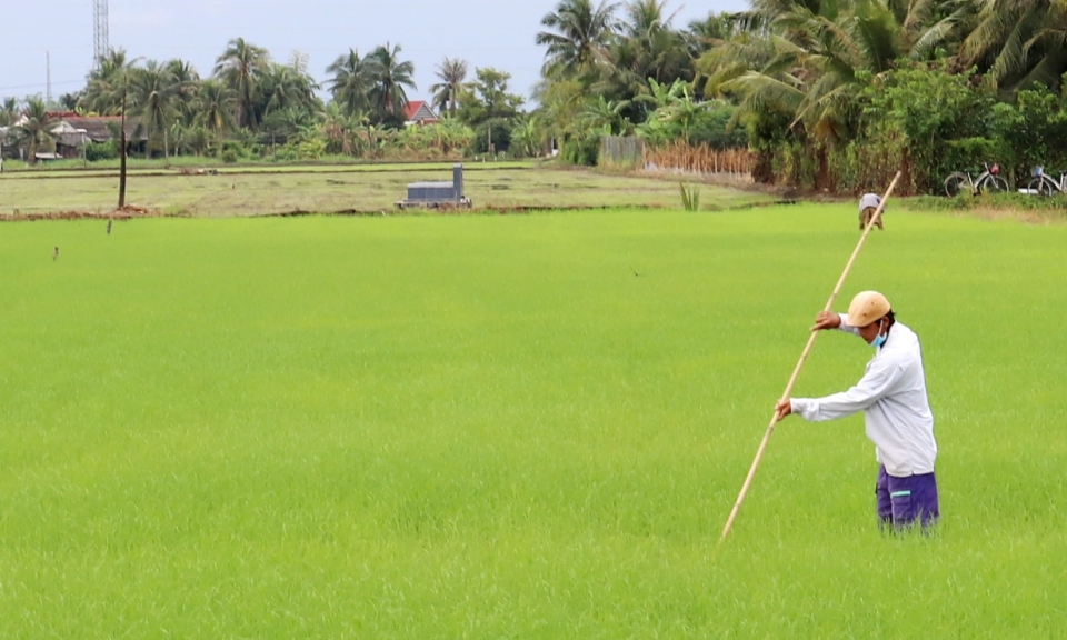 Nông dân Cần Đước tập trung chăm sóc lúa Đông Xuân