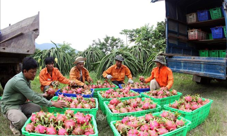 Mở rộng thị trường, tạo đầu ra ổn định cho trái thanh long