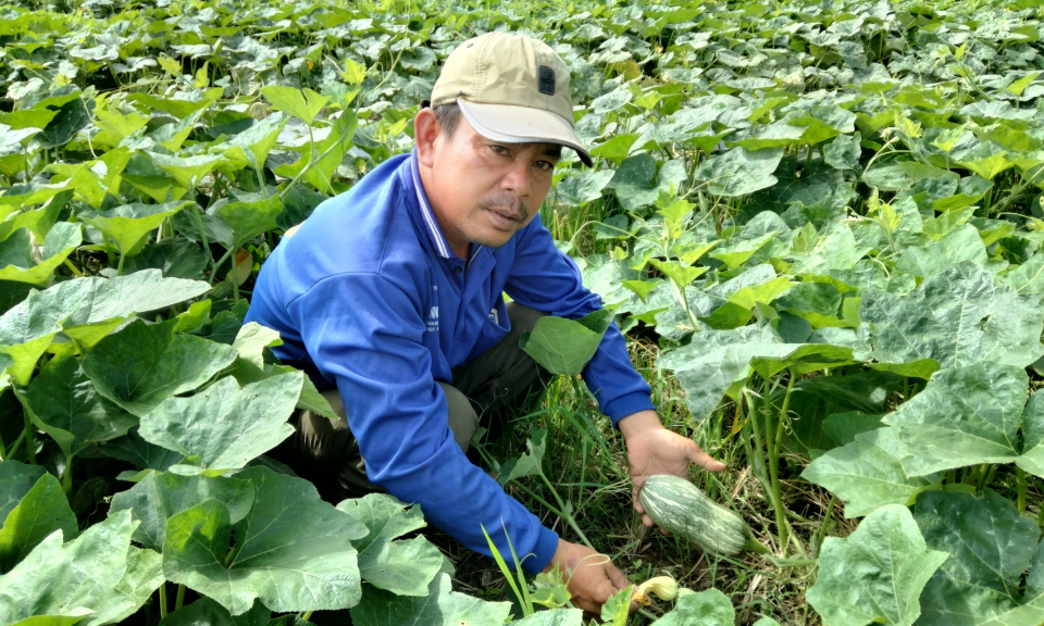 Tân Hưng: mô hình trồng rau ở xã biên giới