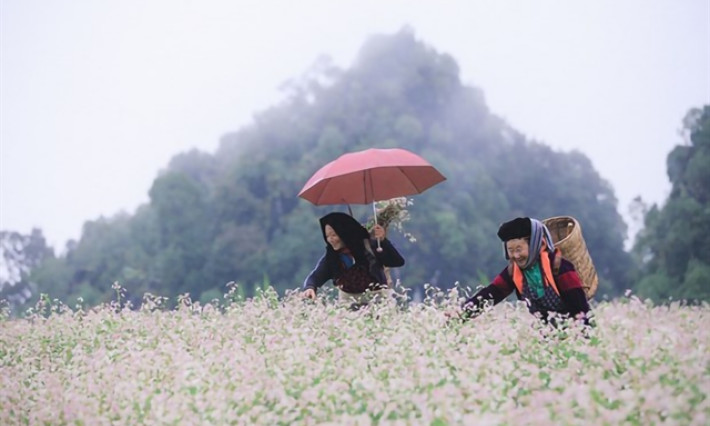 Buckwheat flower festival held online for first time