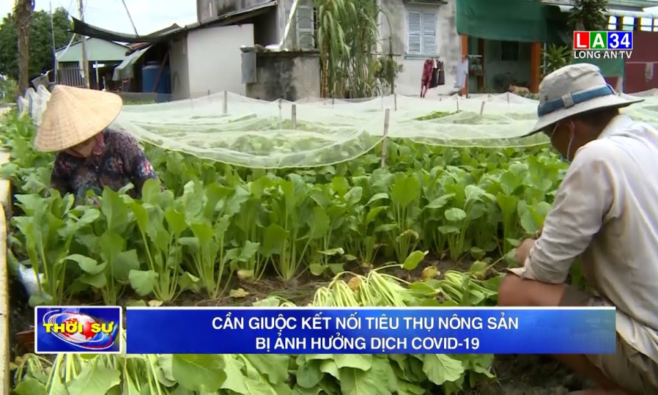 Cần Giuộc kết nối tiêu thụ nông sản bị ảnh hưởng dịch Covid-19