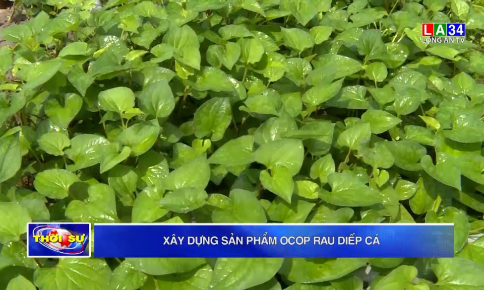 Xây dựng sản phẩm OCOP rau diếp cá