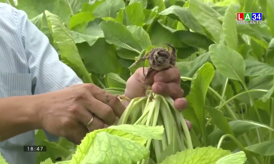 Aquaponics – Mô hình nuôi cá kết hợp trồng rau
