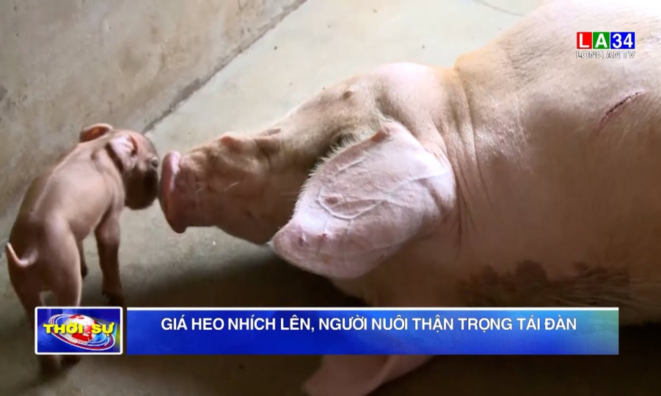 Giá heo nhích lên, người nuôi thận trọng tái đàn