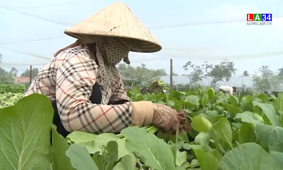 Nghị quyết 128 ra đời, tháo gỡ nút thắt đầu ra của rau màu