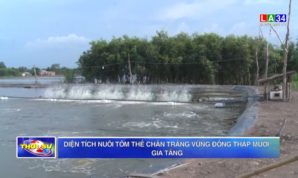 Diện tích nuôi tôm thẻ chân trắng vùng Đồng Tháp Mười gia tăng
