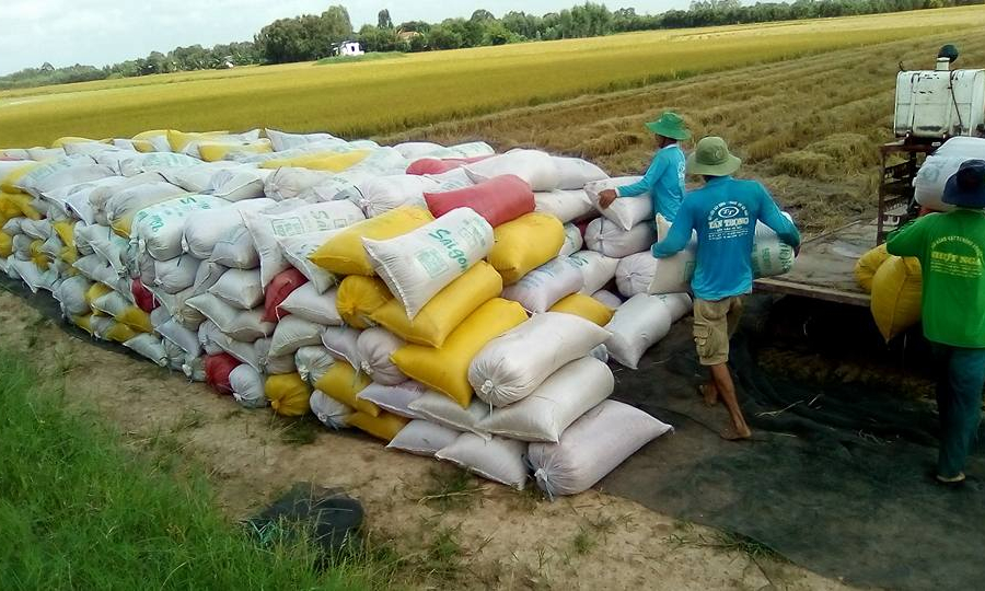 Kiến Tường &#8211; Sản lượng lúa năm 2021 đạt trên 190.000 tấn