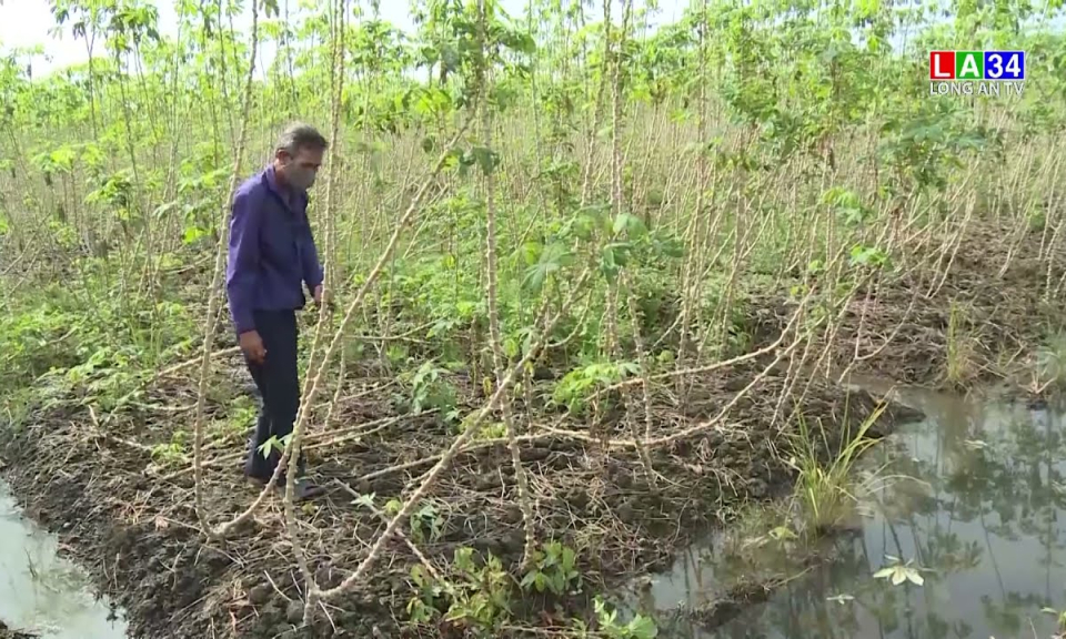 Nông dân kêu cứu vì hàng ngàn tấn khoai mì không ai mua