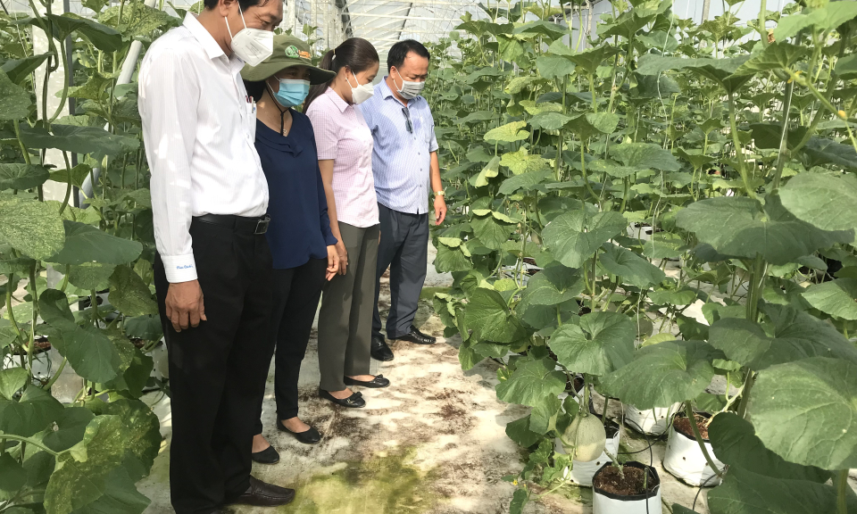 Lãnh đạo Cần Giuộc thăm mô hình nông nghiệp ứng dụng công nghệ cao
