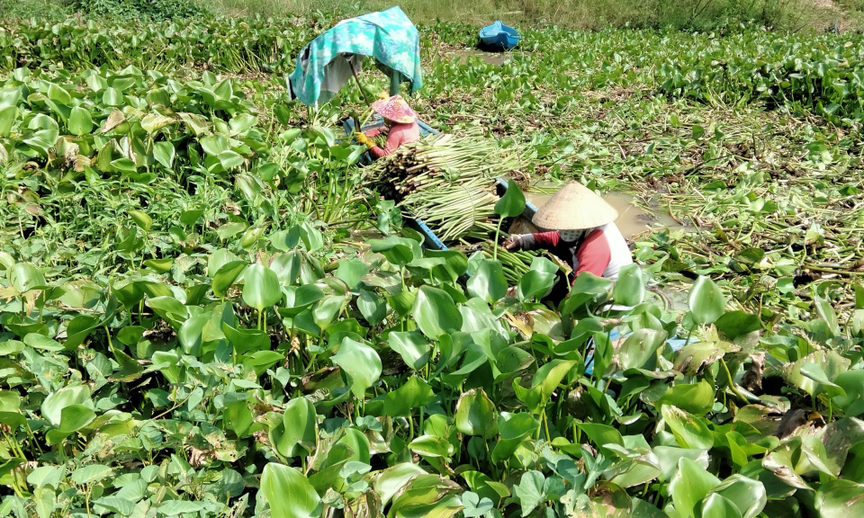 Phụ nữ huyện Tân Hưng thu gom lục bình