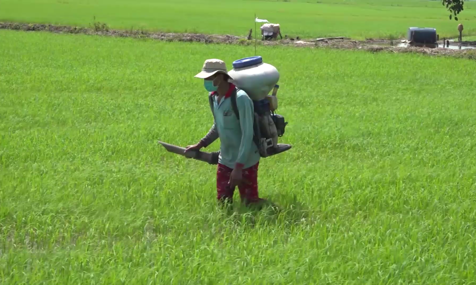 Tân Hưng: Nông dân tích cực chăm sóc lúa đông xuân 2021 &#8211; 2022