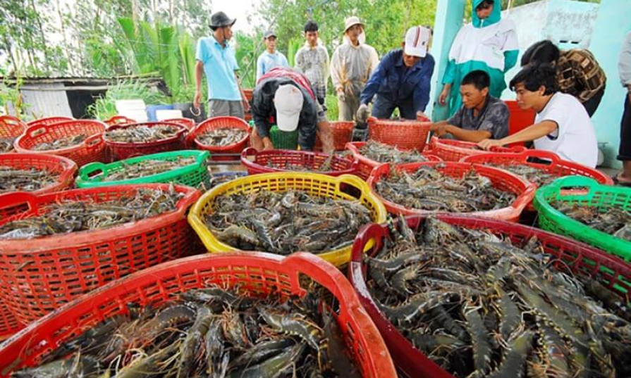 Long An quy hoạch vùng nuôi thuỷ sản