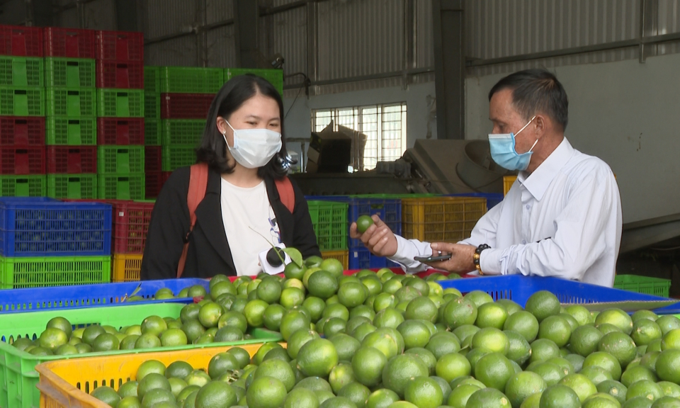 Long An tăng diện tích trồng chanh lên 11.500 hecta