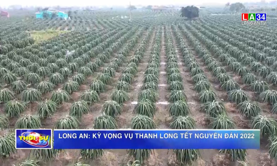 Long An: Kỳ vọng vụ thanh long Tết Nguyên đán 2022