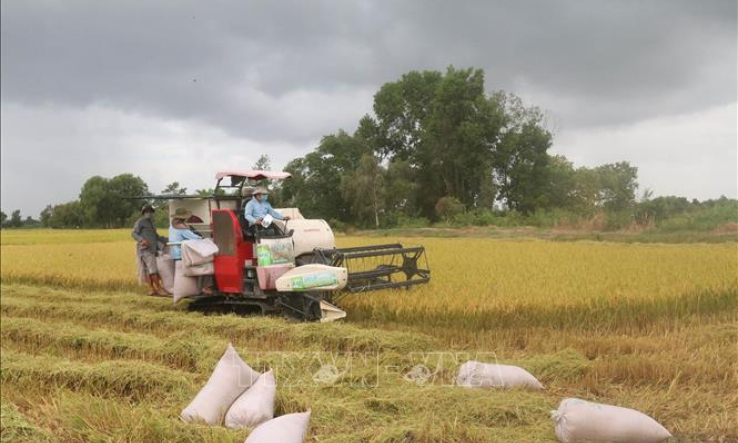 Định hướng nông dân sử dụng giống lúa thơm, chất lượng cao vào sản xuất