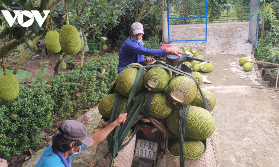 Giá mít ở Tiền Giang chỉ còn 2.000-3.000đ/kg do ùn ứ ở cửa khẩu với Trung Quốc