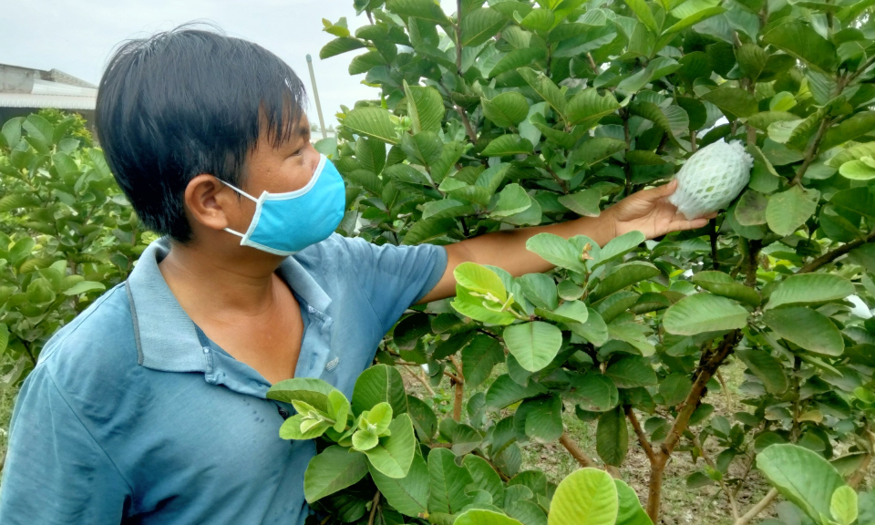 Tân Hưng: những mô hình chuyển đổi cơ cấu cây trồng vật nuôi, mang lại thu nhập ổn định