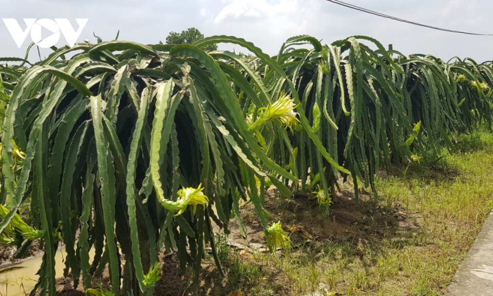 Long An đẩy mạnh tiêu thụ nông sản cao điểm tết