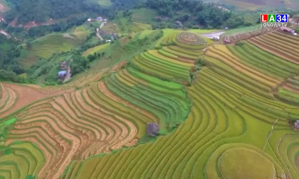 Ruộng bậc thang Mù Cang Chải lên báo Pháp