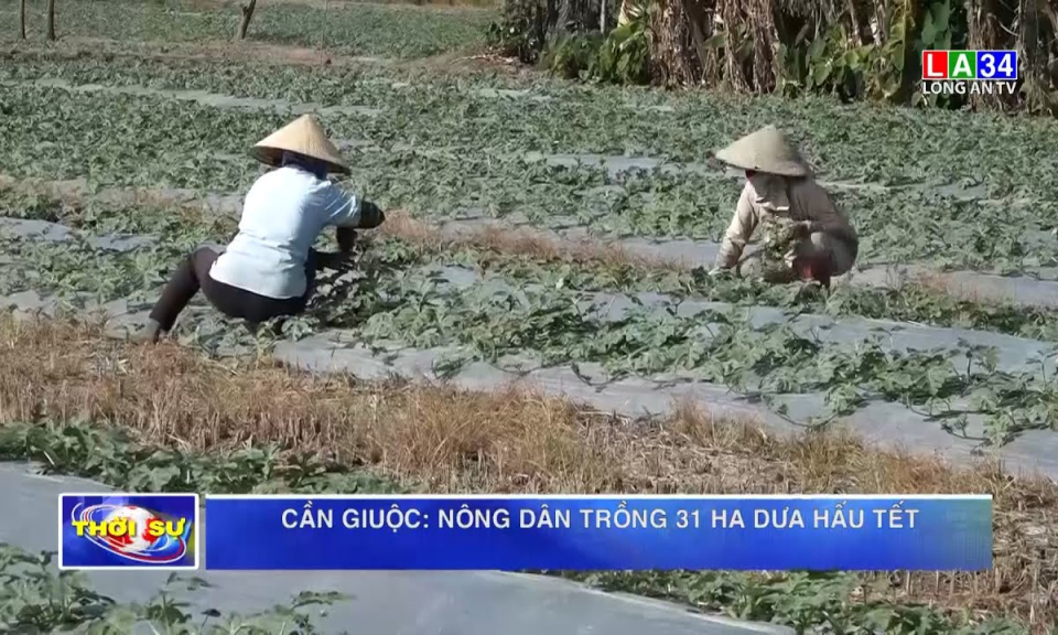 Cần Giuộc: nông dân trồng 31 ha dưa hấu Tết