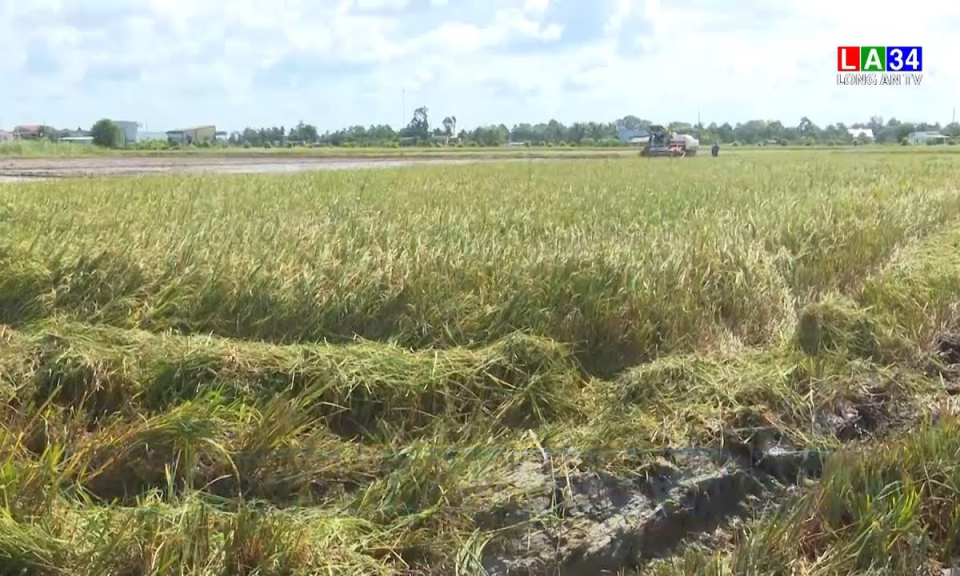 Tình hình sản xuất lúa trên địa bàn tỉnh Long An