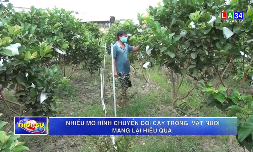 Nhiều mô hình chuyển đổi cơ cấu cây trồng, vật nuôi mang lại hiệu quả