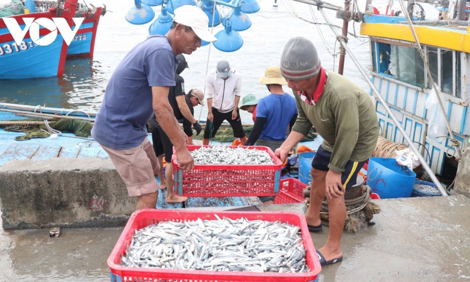 Nguyên liệu cá làm nước mắm trước nguy cơ cạn kiệt