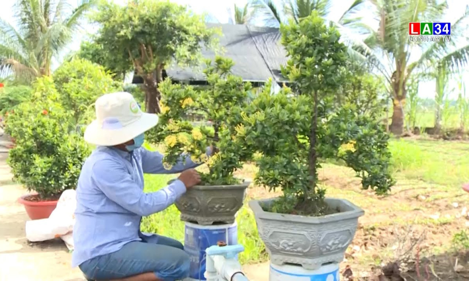 Bonsai trang vào vụ Tết