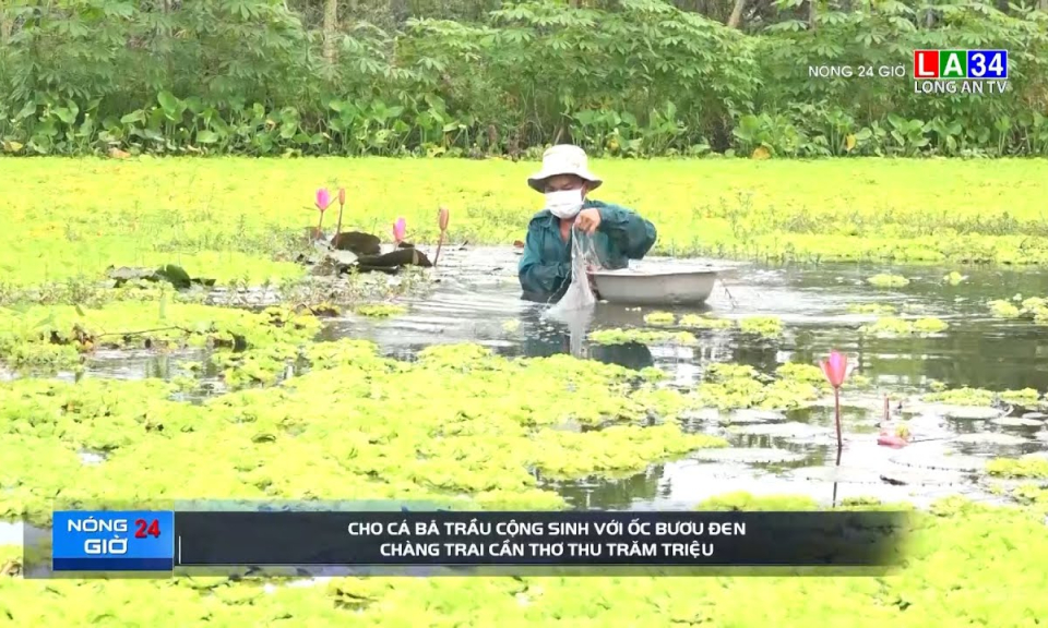 Cho cá bã trầu cộng sinh với ốc bươu đen, chàng trai Cần Thơ thu trăm triệu