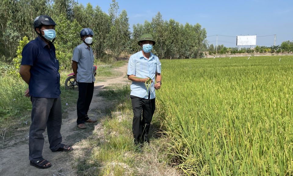 Lãnh đạo huyện Tân Hưng kiểm tra sản xuất lúa đông xuân