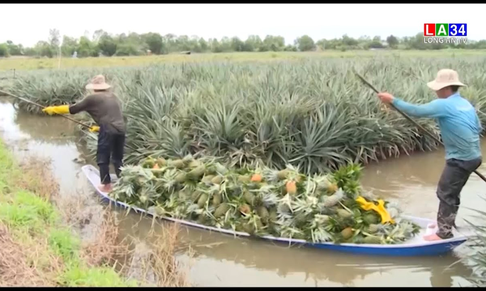 Gần Tết giá khóm tăng cao bất ngờ