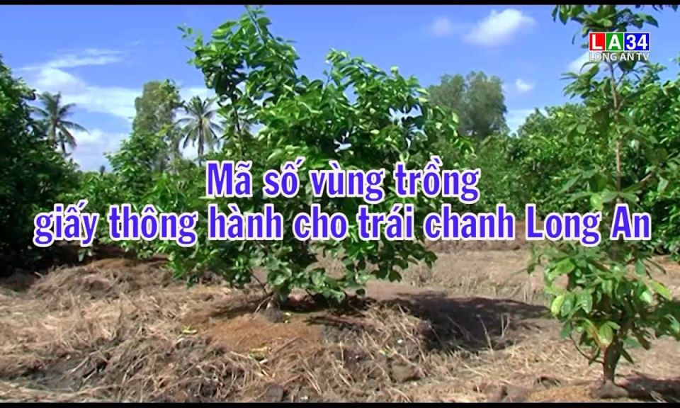Phóng sự: Mã số vùng trồng giấy thông hành cho trái chanh Long An