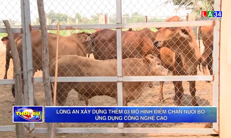Long An xây dựng thêm 03 mô hình điểm chăn nuôi bò ứng dụng công nghệ cao