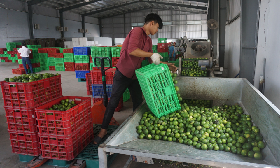 Bến Lức: Giá chanh không hạt xuống thấp