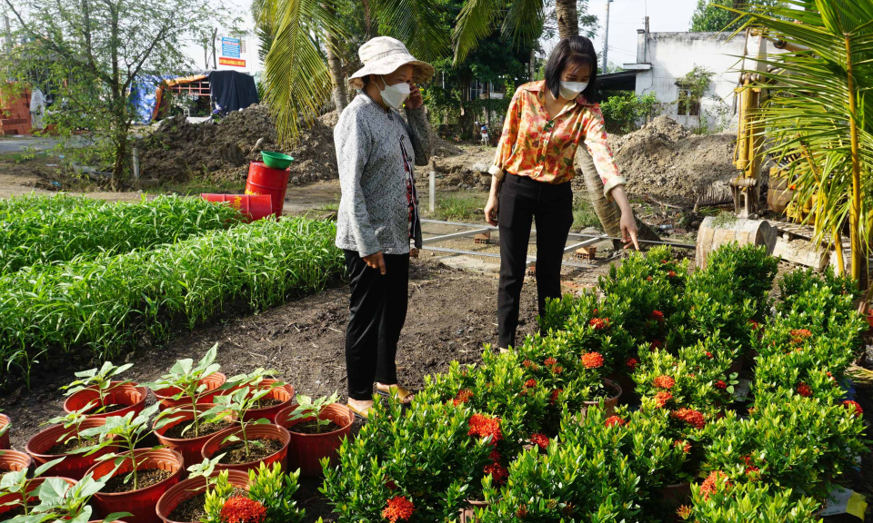 Bến Lức trồng hoa Tết tại nhà