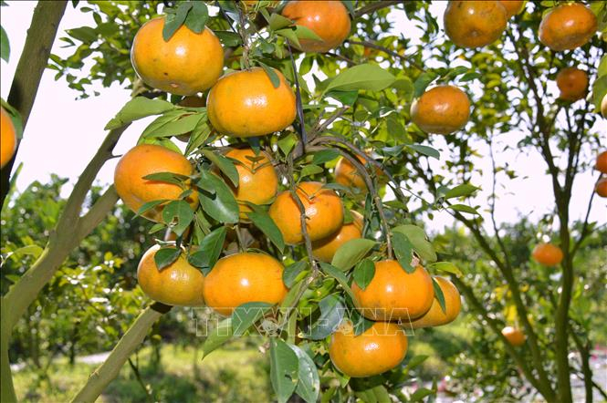 Quýt hồng Lai Vung có nhiều trái và bóng đẹp được nhiều du khách gần xa đến tham quan, chụp ảnh lưu niệm.
