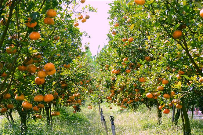 Năm nay, nhiều vườn quýt hồng ở huyện Lai Vung có trái sai trĩu cành, màu sắc đẹp