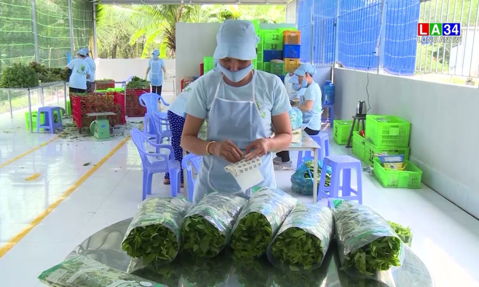 Năm 2022, Long An phấn đấu công nhận thêm 30 sản phẩm OCOP đạt từ 3 sao cấp tỉnh trở lên