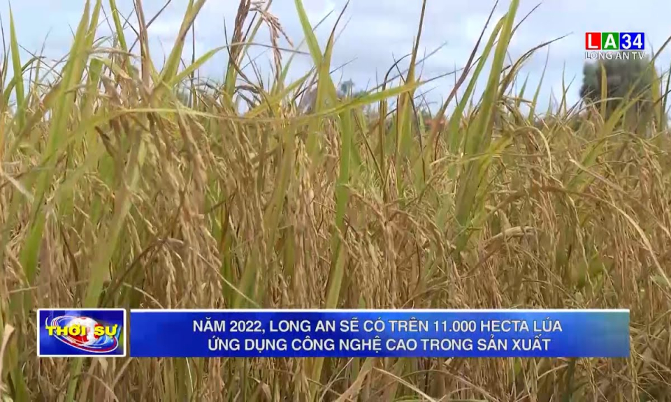 Năm 2022, Long An sẽ có trên 11.000 hecta lúa ứng dụng công nghệ cao trong sản xuất