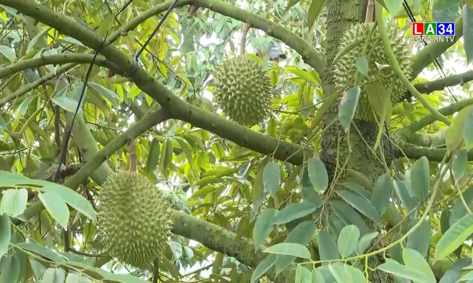 Xã Tân Lập phát triển vùng chuyên canh cây ăn trái
