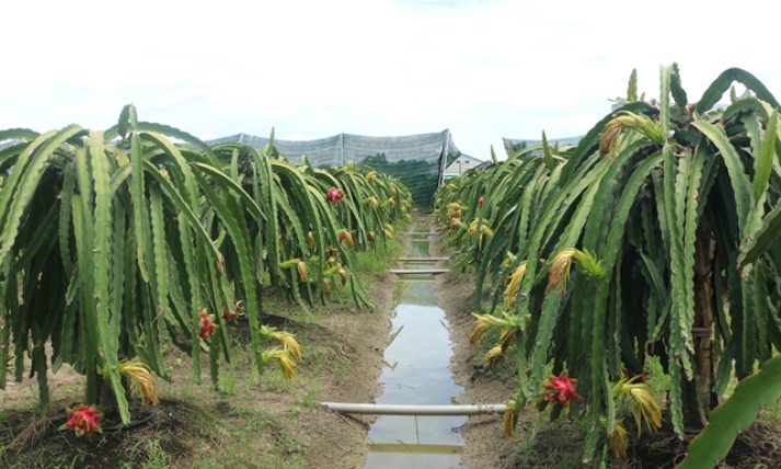 Organic dragon fruit cultivation expands in Long An