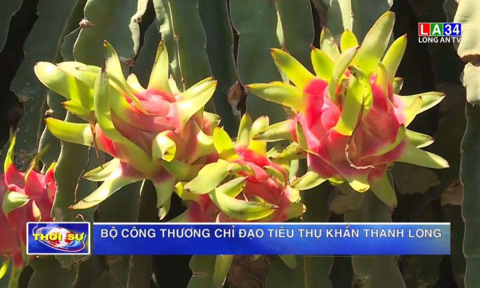 Bộ Công thương chỉ đạo tiêu thụ khẩn thanh long